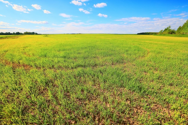 green grass fresh shoots wheat, green grass field summer background