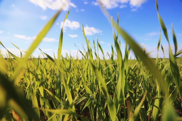 green grass fresh shoots wheat, green grass field summer background