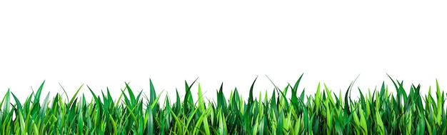 Green grass Green grass isolated on white fresh green grass large panorama banner as frame border Perfect juicy grass wide long banner