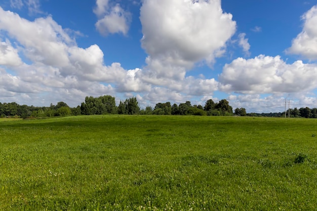 Green grass growing in the field in the summer agricultural fields in the summer with green grass and other plants