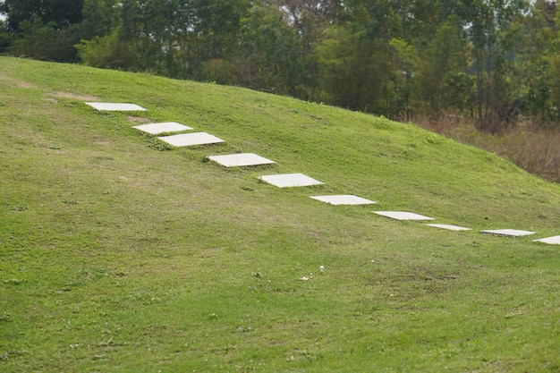 Green grass hill background in the garden