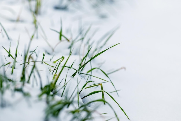 The green grass is covered with snow the first snow at the beginning of winter