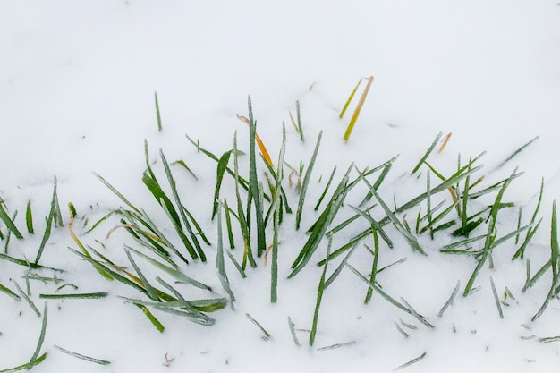 The green grass is covered with snow the first snow at the beginning of winter