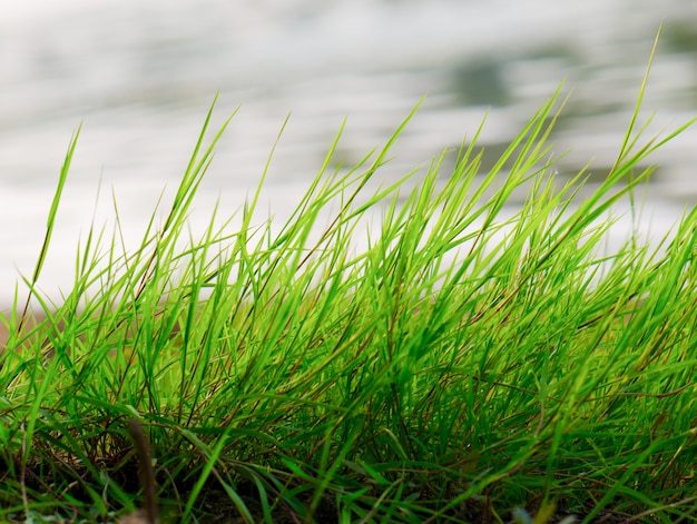 The green grass is swaying from the wind.