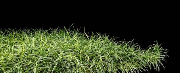 Green grass isolated on black background