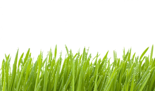 Green grass isolated on white background