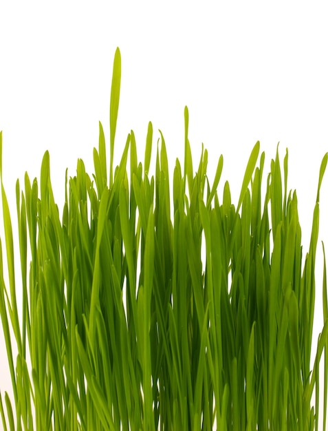 Green grass isolated on white