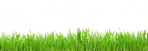 Green grass isolated on white