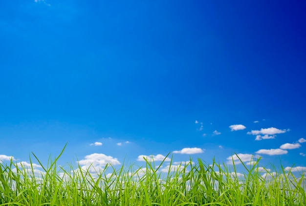 green grass isolation on the white backgrounds