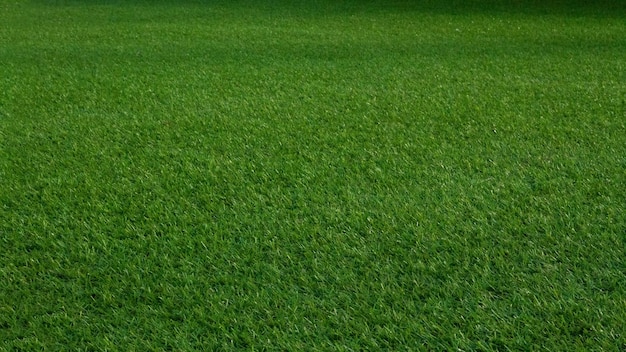 Green grass lawn lawn closeup