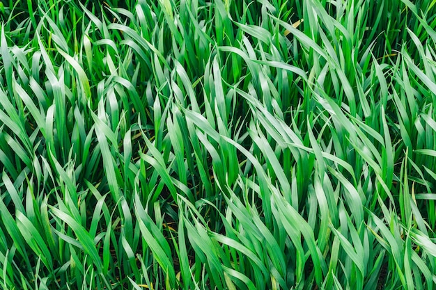 Green grass lawn young wheat big field closeup