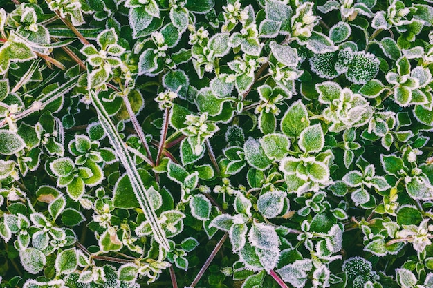 Green grass leaves covered with frost on a cold autumn morning, a close-up view from above