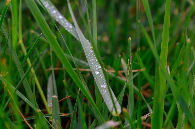 Green grass macro close up with water drops