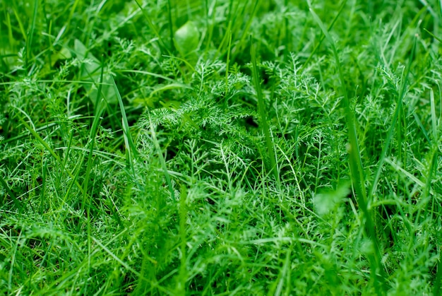 Green grass macro close up