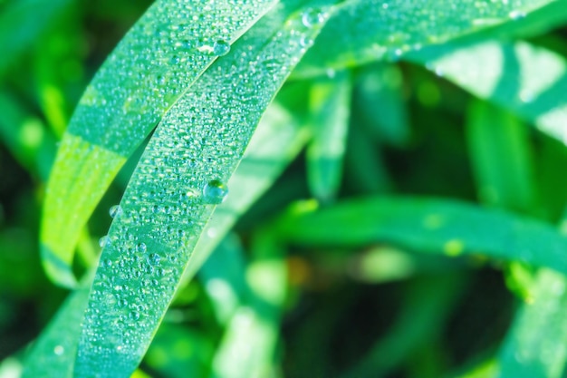 Green grass macro photo with dew drops on it Macro nature