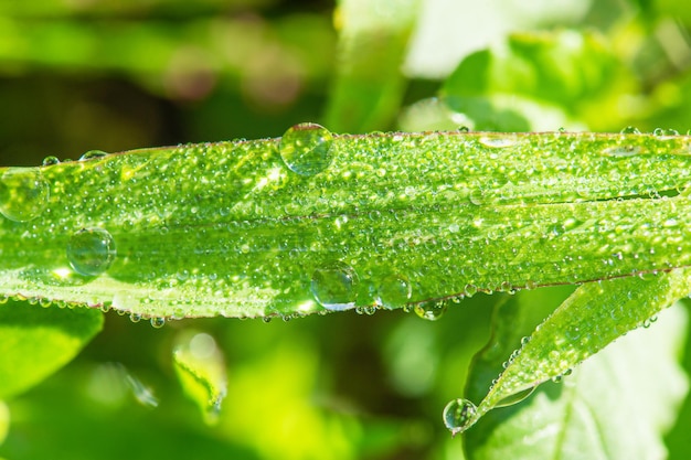 Green grass macro photo with dew drops on it Macro nature