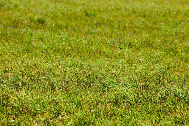 Photo green grass, meadow field. summer natural lawn surface. beautiful grass background for design. pasture cattle