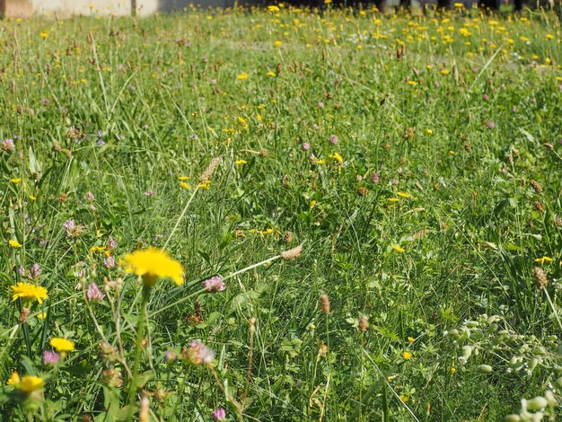 Green grass meadow texture useful as a background