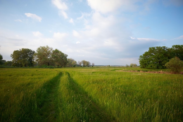 Green grass meadow with tree background