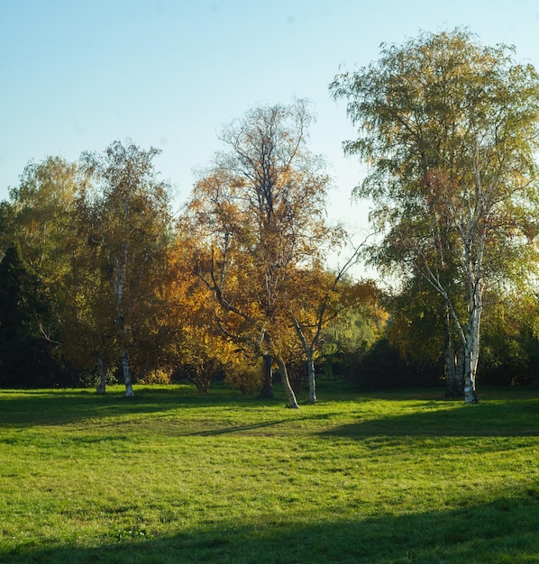 Green grass in the meadow and yellow autumn trees on a sunny day