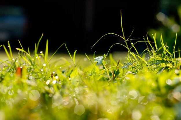 Green grass under the morning sunlight.