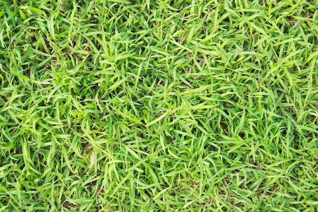 Green Grass Natural Background Texture 