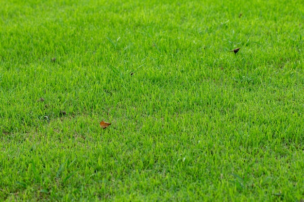 Green grass natural background