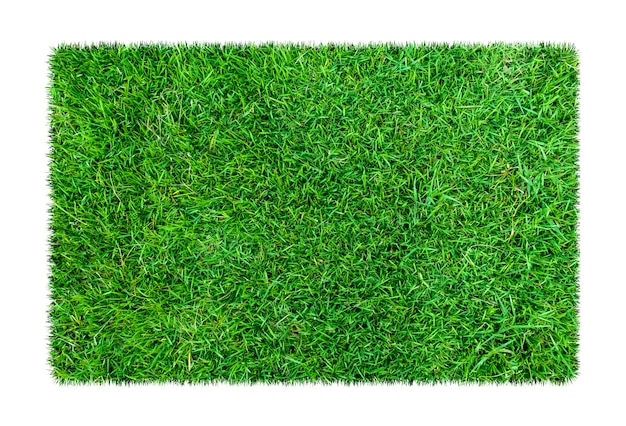 Green grass. Natural texture background. Fresh spring green grass. isolated on white background