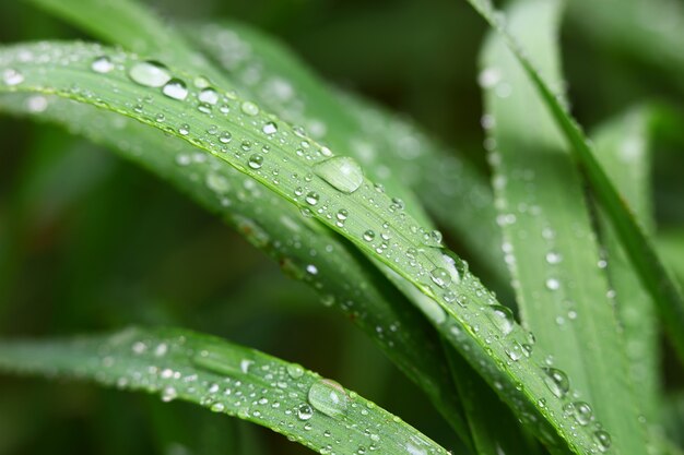 Green grass in nature with raindrops