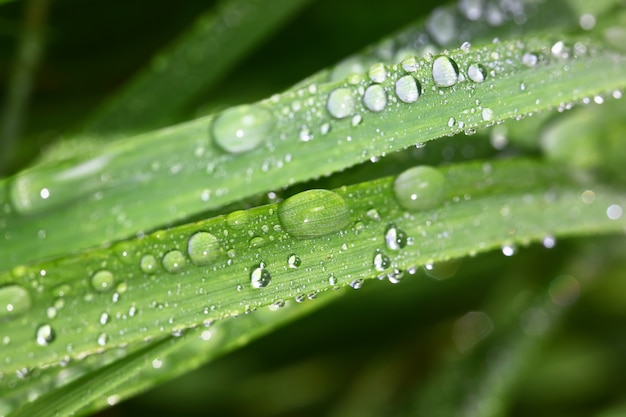 Green grass in nature with raindrops