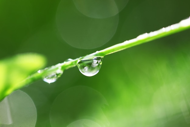 Green grass in nature with raindrops