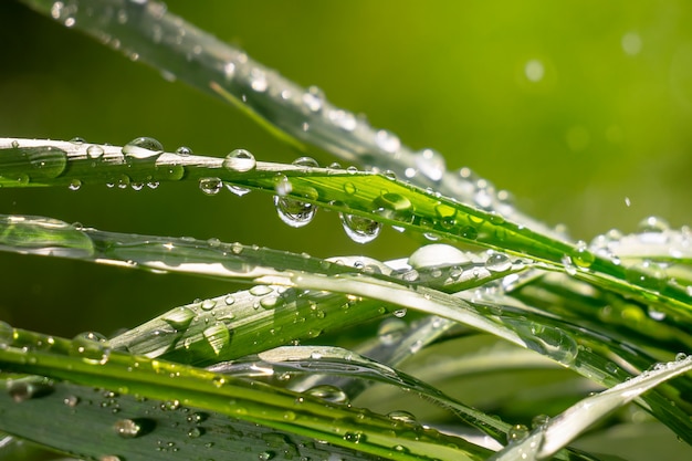 Green grass in nature with raindrops