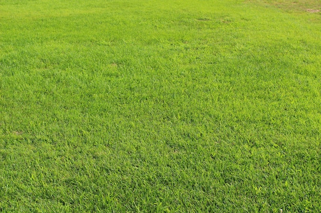 Green grass panorama