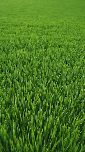 Green grass pattern and texture for background closeup