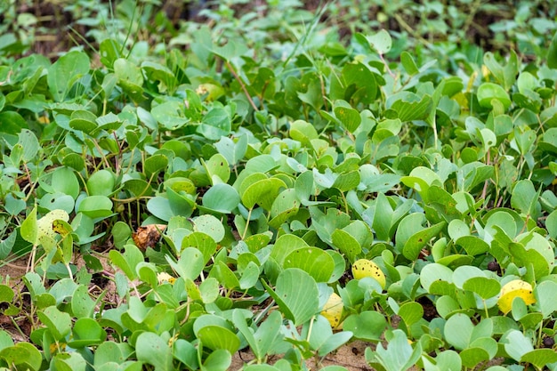 Green grass plant on beach