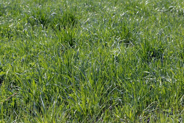 Green grass and plants grow in cloudy summer weather