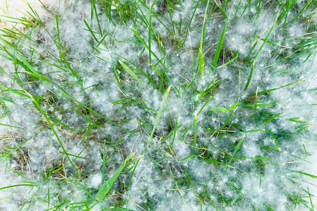 Green grass in poplar fluff