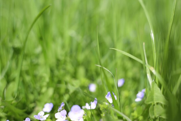 Green grass shot from at close range with blurred background