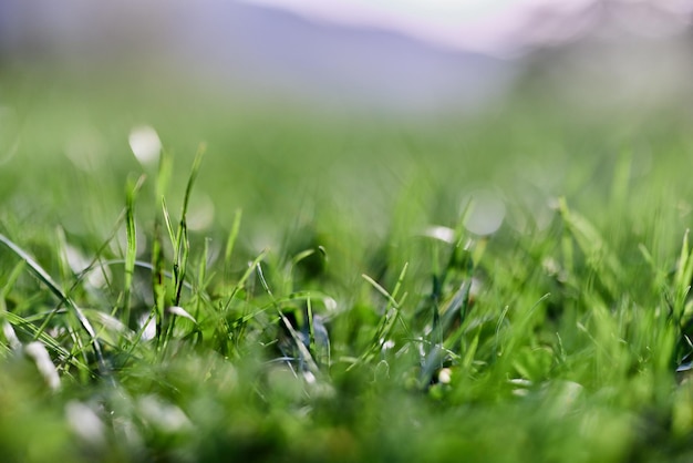 Green grass in spring closeup photo