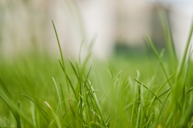 A green grass in spring grows from the ground on a sunny day