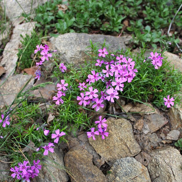 Green grass stones