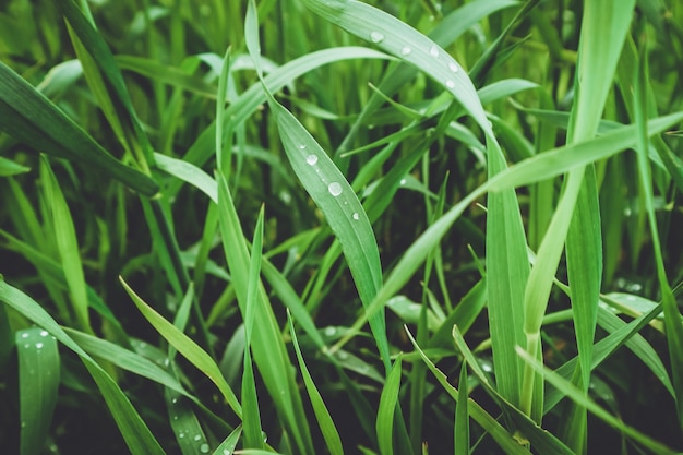 Green grass in a summer meadow, summer background