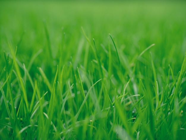 Green grass sunlit natural envirenment authentic meadow