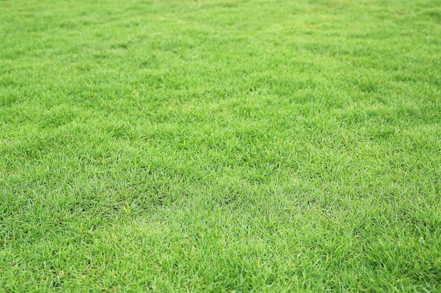 Green grass texture as background