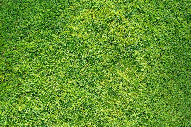 Green grass texture background Abstract green lawn background with morning sunligh