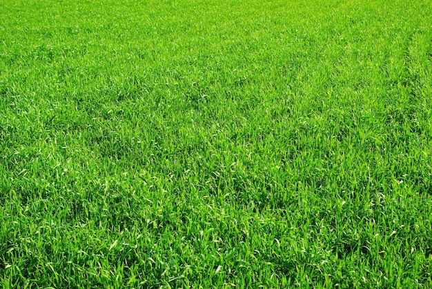 Green grass texture background from a field