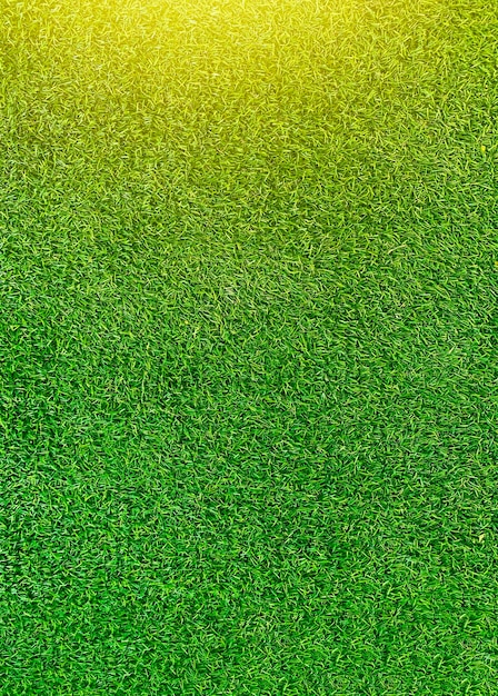 Green grass texture background grass garden concept used for making green background football pitch Grass Golf green lawn pattern textured backgroundx9