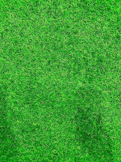 Green grass texture background grass garden concept used for making green background football pitch Grass Golf green lawn pattern textured backgroundxD