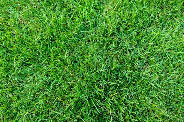 Green grass texture for background. Green lawn pattern and texture background. Close-up.