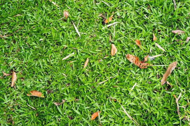 Green grass texture for background. Green lawn pattern and texture background. Close-up.